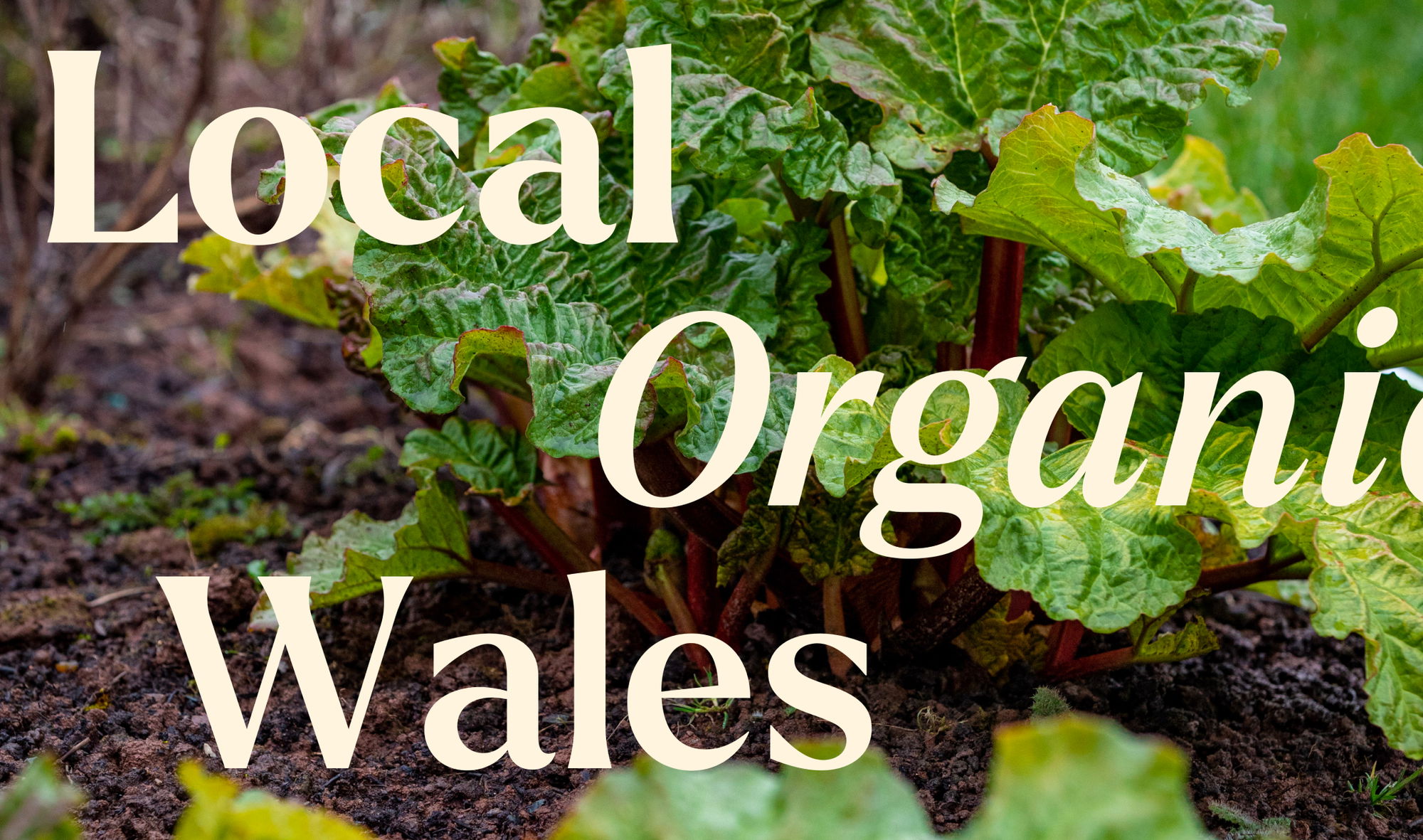 Rhubarb plants growing in soil with large green leaves and red stalks, overlaid with the text Local Organic Wales in large, light-coloured font.