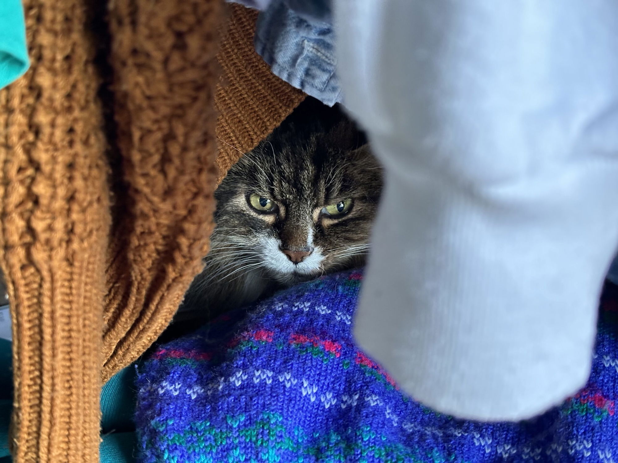A fluffy tabby cat is peeking out from between colourful jumpers and clothes, nestled among a blue and purple knitted garment and hidden under hanging washing.