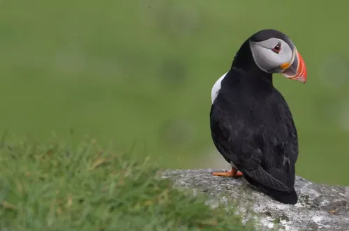 A puffin with a colourful beak stands on a grassy rock, facing sideways against a blurred green background.