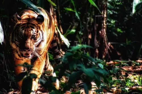 A Bengal tiger prowls through dense jungle foliage, partially hidden by leaves and dappled sunlight, with its eyes fixed forward and mouth slightly open.