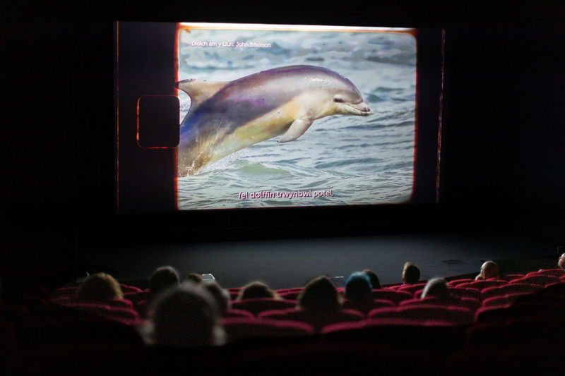 A group of people sit in a dark cinema watching a film featuring a dolphin jumping out of the water, with white subtitles visible on the screen.