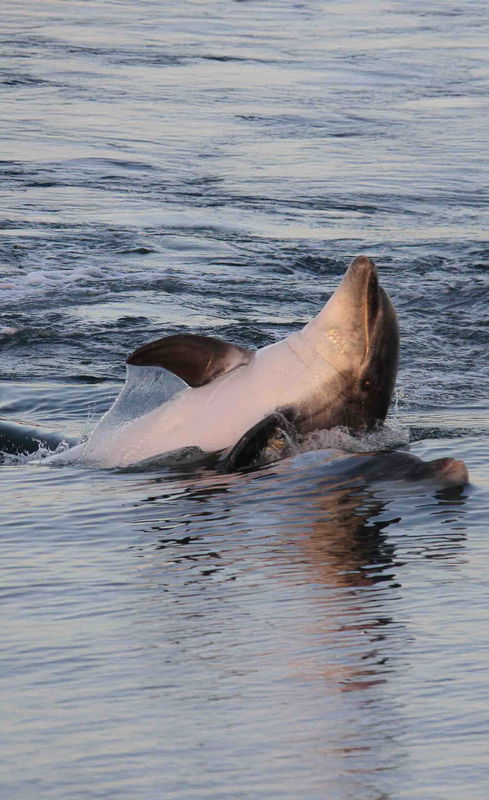 A dolphin swims on its back near the surface of calm water, exposing its underside and dorsal fin, with gentle ripples around it.