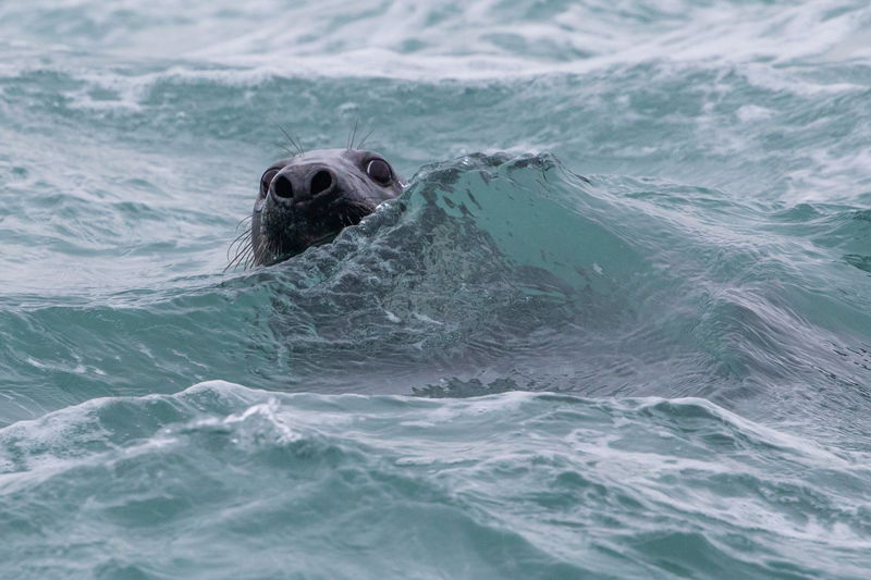A seal's head pokes out above the surface of choppy, greenish sea water, with only its nose, eyes, and whiskers visible.