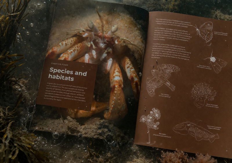 An open book underwater shows a close-up photo of a hermit crab on the left page and illustrations of various animals and plants with text about species and habitats on the right page. Seaweed is visible around the book.