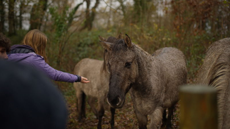 A person in a purple jacket extends a hand towards a muddy horse standing on a leaf-covered path in a wooded area. Other horses and people are partially visible in the background.