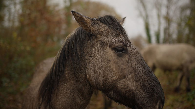 A close-up of a muddy horse with wet fur and mane, standing outdoors in a natural setting with blurred trees and another horse in the background. The scene appears overcast and damp.